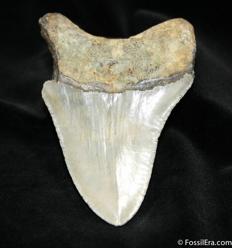 Colorful Inch Megalodon Tooth #1053